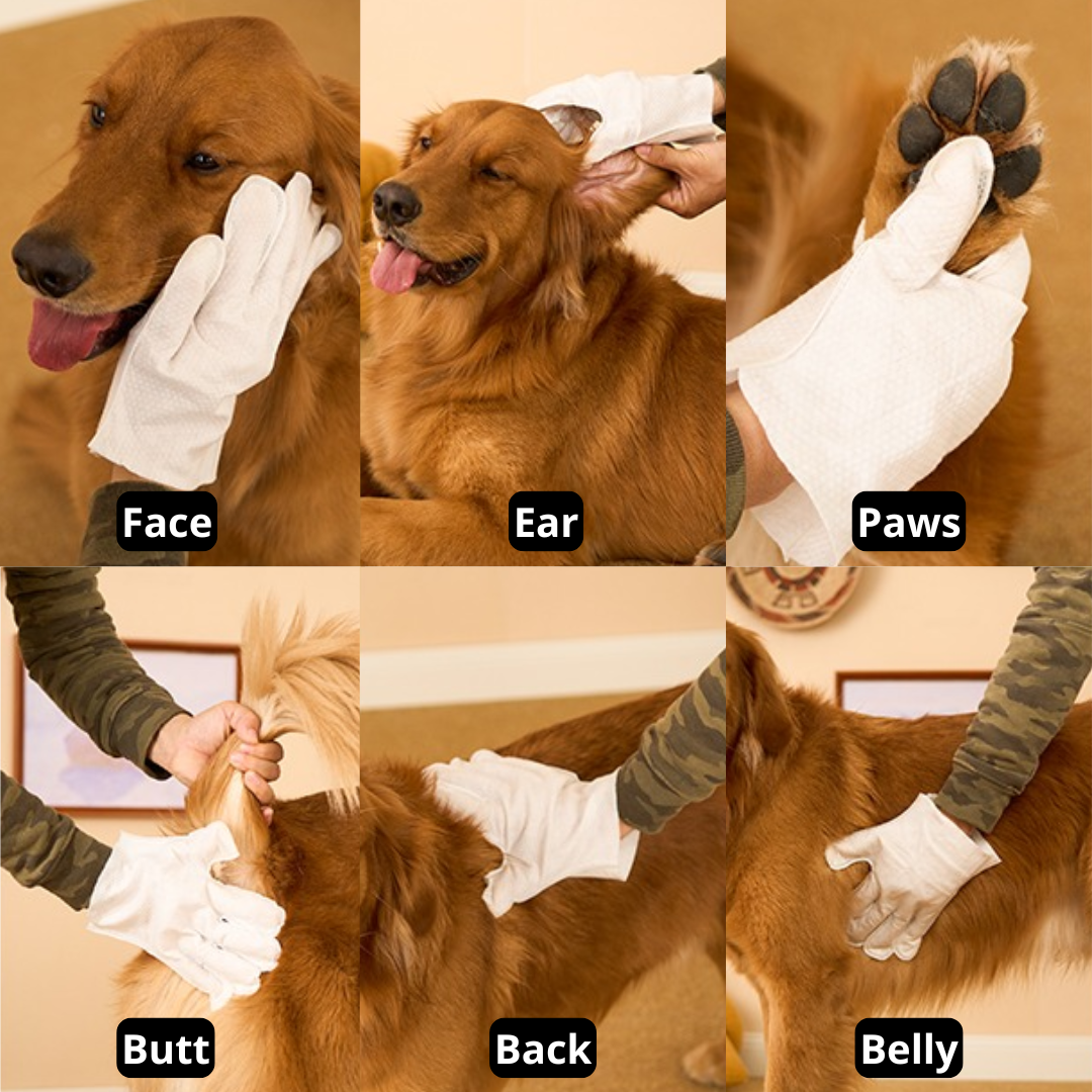 GloveWipe Pet Cleanser