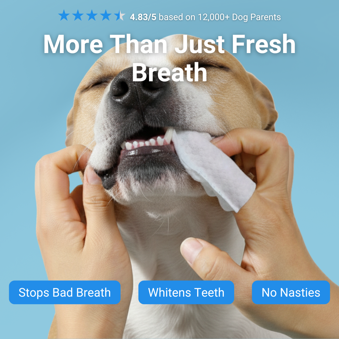 SafeSmile Finger Wipes