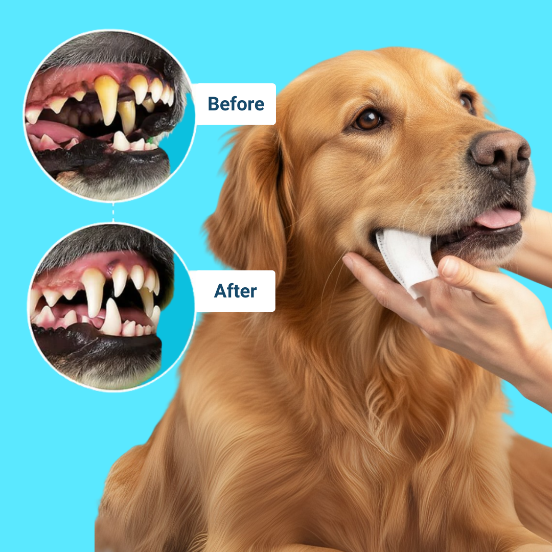 SafeSmile Finger Wipes